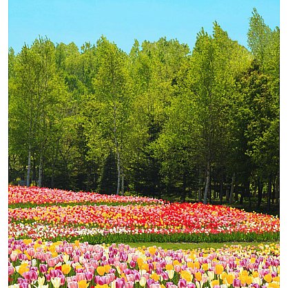 Рулонная штора ролло лен "Поле тюльпанов" (d-200884-gr), фото 3