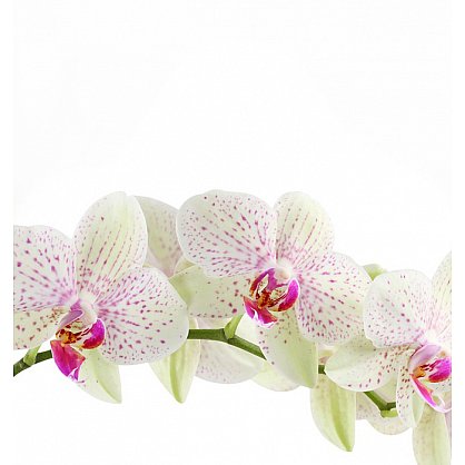 Рулонная штора ролло лен "Орхидея веточка", 120 см (d-105211), фото 3