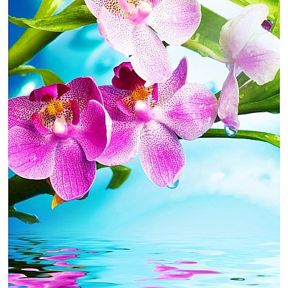 Рулонная штора ролло термоблэкаут "Цветки орхидеи" (d-201117-gr), фото 3